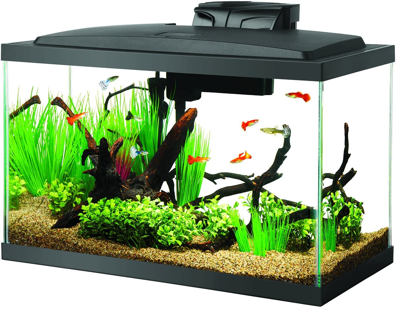 10 Gallon Fish Tanks - Options and Reviews 2022 | A Little Bit Fishy
