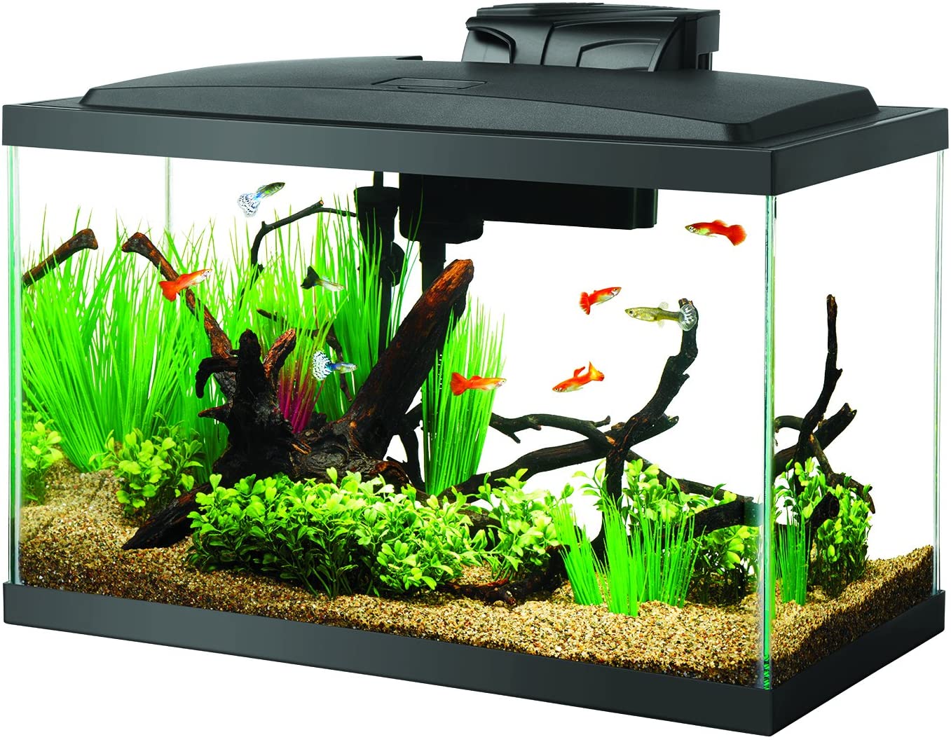 modern 10 gallon fish tank