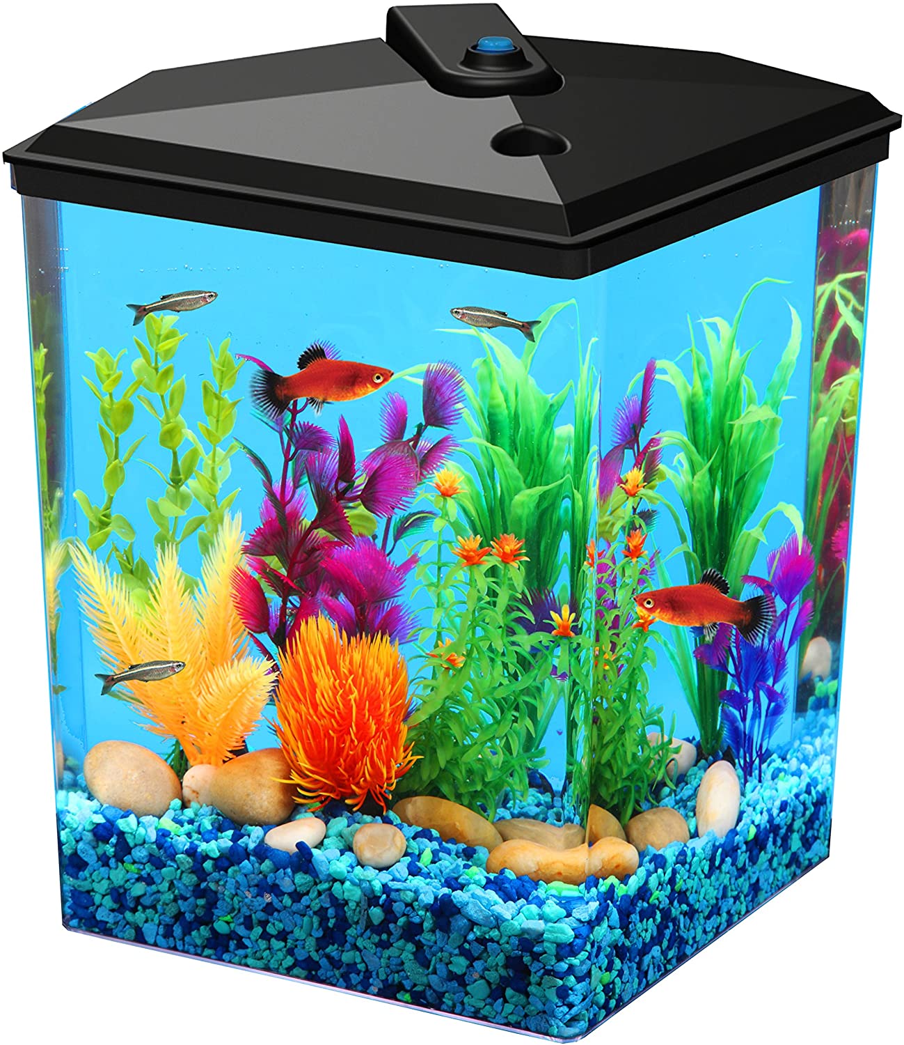 2.5 Gallon Fish Tanks - Options and Reviews 2020 | A Little Bit Fishy