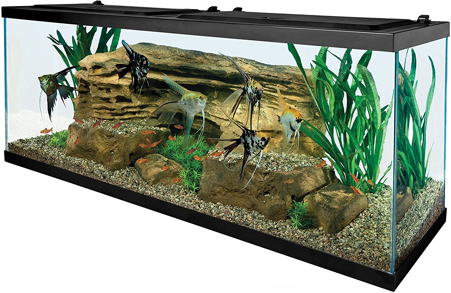 55 Gallon Fish Tanks - Options and Reviews 2022 | A Little Bit Fishy