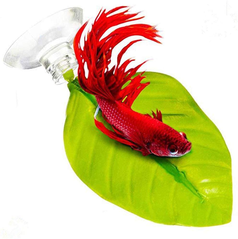 betta leaf hammock