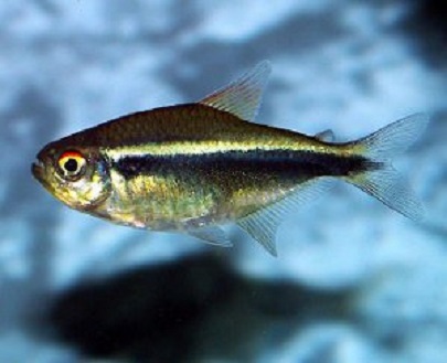 Black Neon Tetra - All you need to know | A Little Bit Fishy